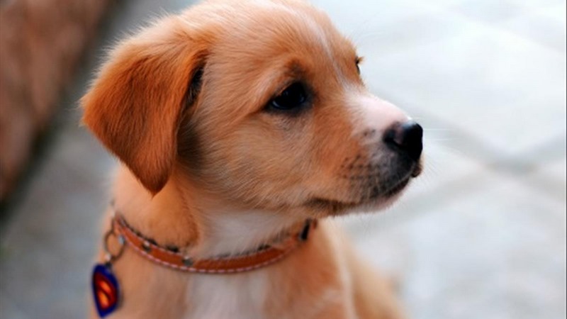 Những con số may mắn giúp lô thủ đổi vận nếu chiêm bao thấy chó con Những con số may mắn giúp lô thủ đổi vận nếu chiêm bao thấy chó con