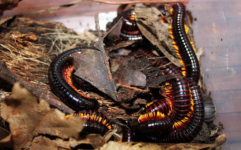 Mơ rất nhiều cuốn chiếu chứng tỏ sẽ có sự cạnh tranh gay gắt