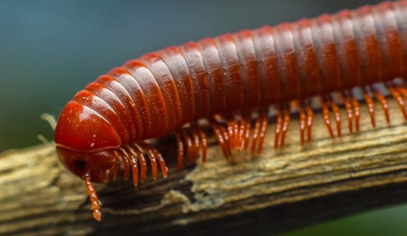 mơ thấy con cuốn chiếu