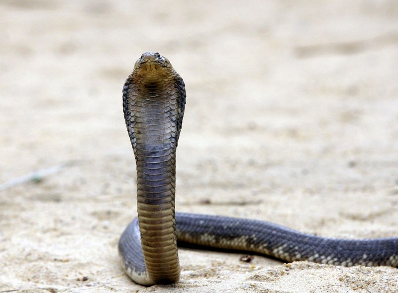 Chuyên gia mang đến số đẹp cho lô thủ nếu mộng thấy rắn đuổi