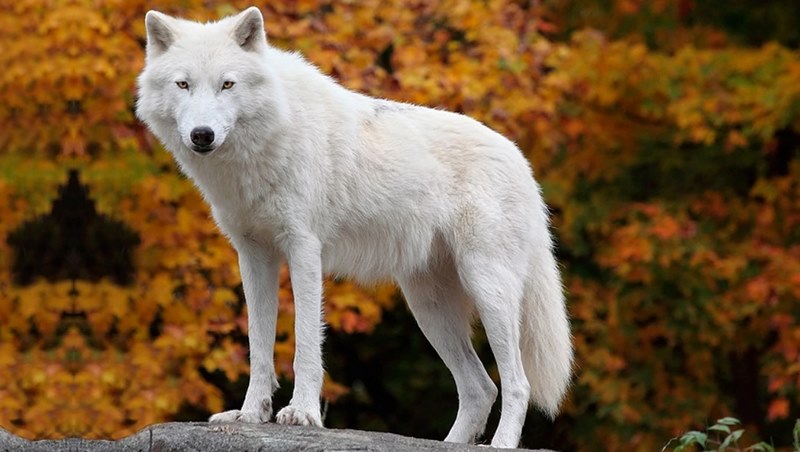 Chuyên gia gợi ý số đẹp cho lô thủ khi mơ thấy sói